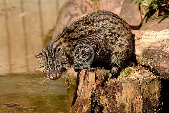 fishing cat