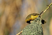 Southern Male Masked Weaver.