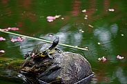 Painted Turtle and Cherry Blossom Reflections