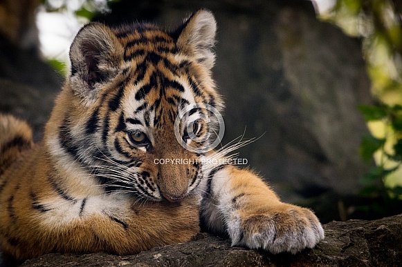 Amur Tiger Cub