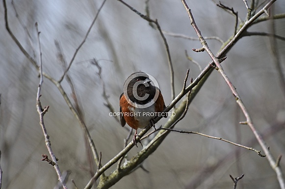 Spotted Towhee Spotted Towhee