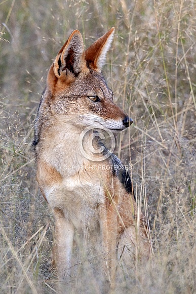 Black-backed jackal - Botswana