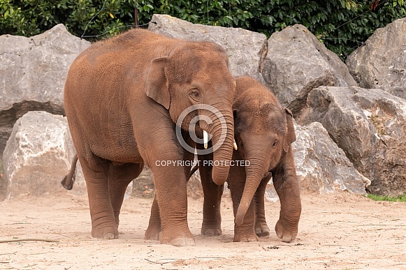 Young Asian Elephants Walking Together