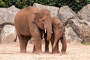 Young Asian Elephants Walking Together