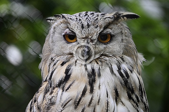 Siberian Eagle Owl