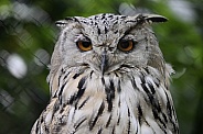 Siberian Eagle Owl