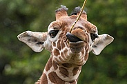 Reticulated Giraffe Calf Close Up Face Shot