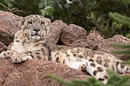 Snow Leopard Lying On Rocks