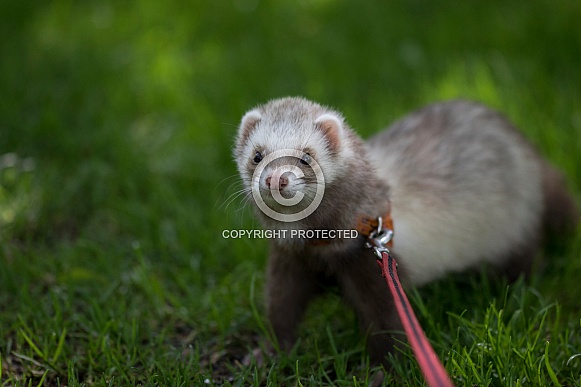 Ferret