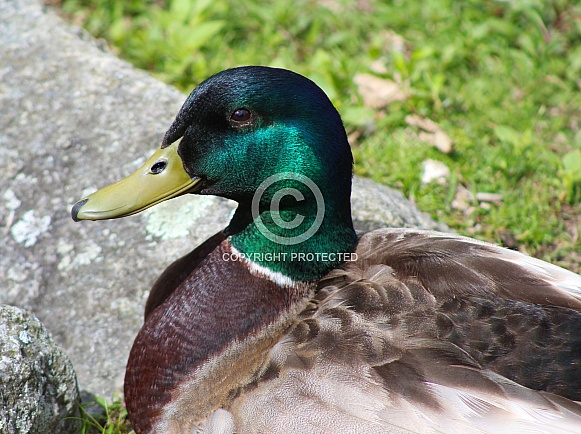 Mallard Duck Mallard Duck