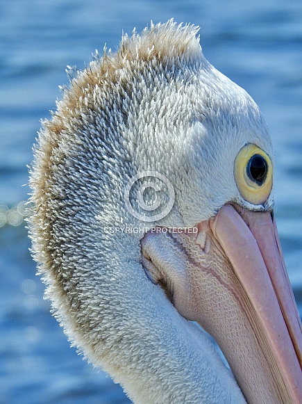 Australian Pelican Australian Pelican