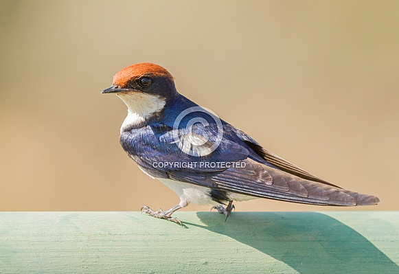 Wire-tailed Swallow
