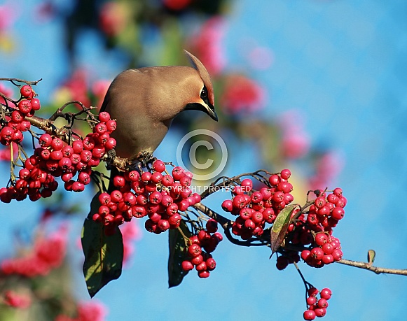 Waxwing
