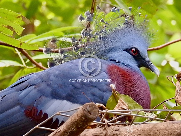 Victoria Crowned Pigeon