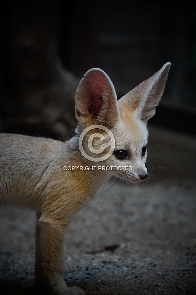 Fennec Fox