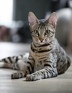 Savannah cat Gaia