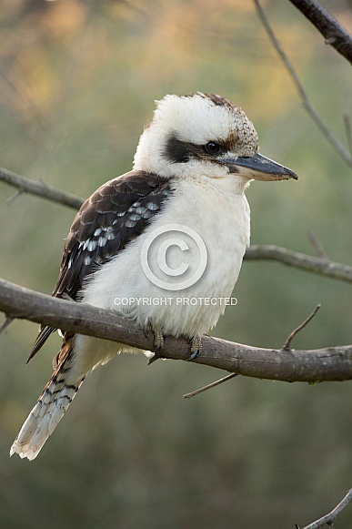 Laughing Kookaburra (wild).