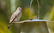common ground dove bird - Columbina passerina - perched on bird seed feeder. Profile view