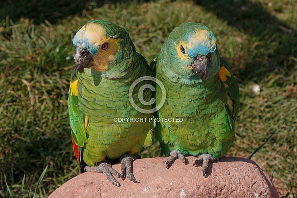 Blue Fronted Amazon Parrots Blue Fronted Amazon Parrots