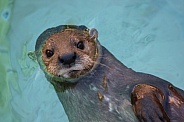 Otter floating