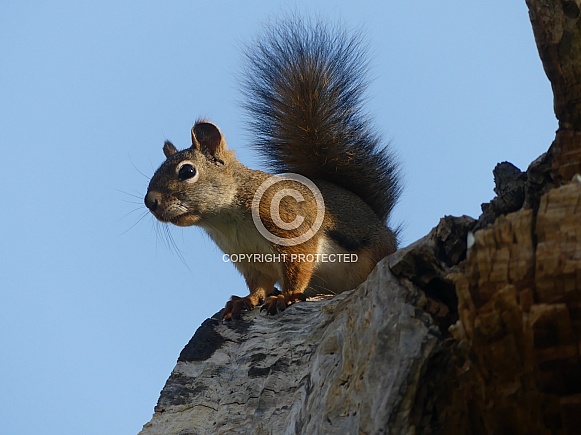 Red Squirrel in Dead Tree