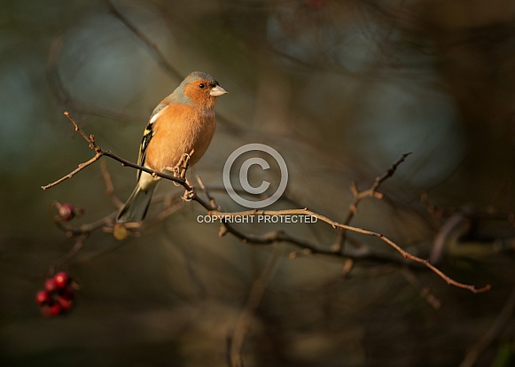 Male Chaffinch