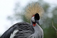 Grey crowned Crane