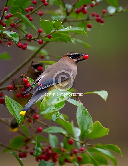 Cedar Waxwing Cedar Waxwing