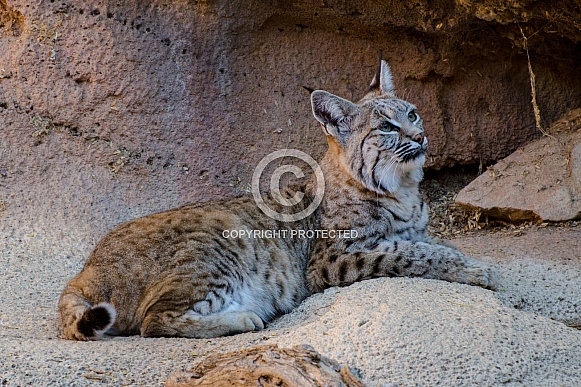 Bobcat Bobcat