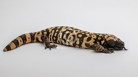 Gila Monster Gila Monster