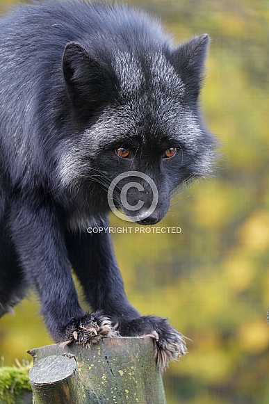 Silver Fox Silver Fox