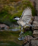 Carolina Chickadee