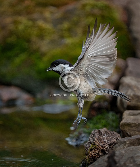 Carolina Chickadee