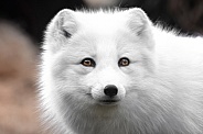 Arctic fox