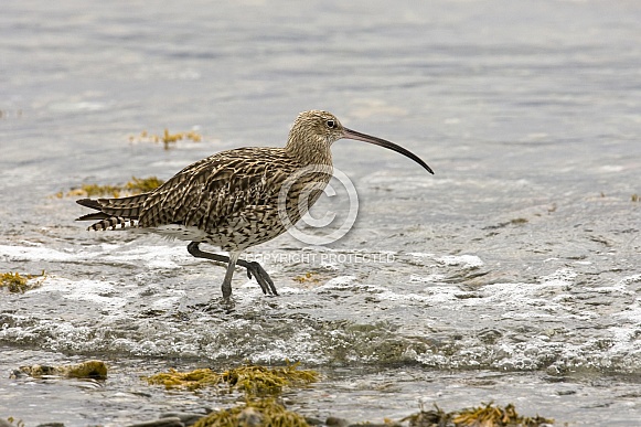 Eurasian Curlew - (Numenius arquata)