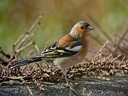 Chaffinch - Male bird - Fringilla coelebs