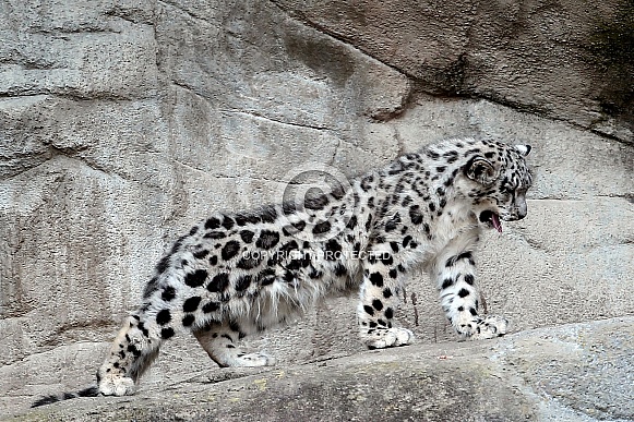 Snow Leopard