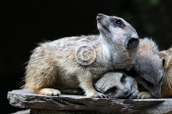 Meerkats (Suricata suricatta)