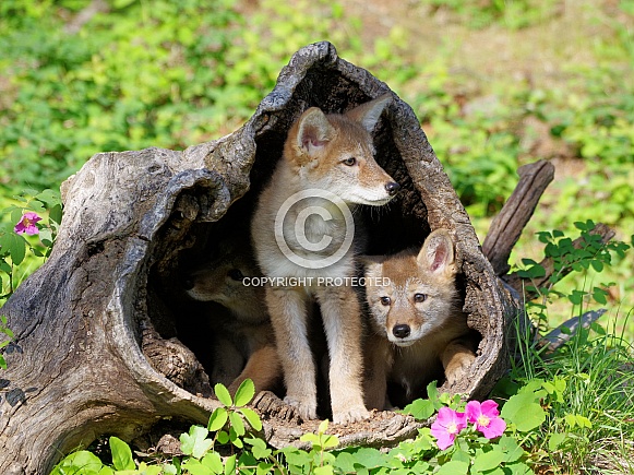 2 Coyote pups 2 Coyote pups