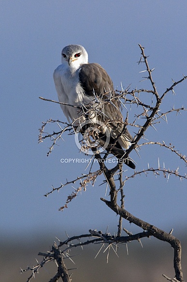 Black-shouldered Kite (Elanus caeruleus) Black-shouldered Kite (Elanus caeruleus)