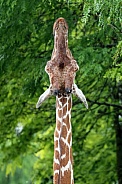 Reticulated giraffe (giraffa camelopardalis reticulata)