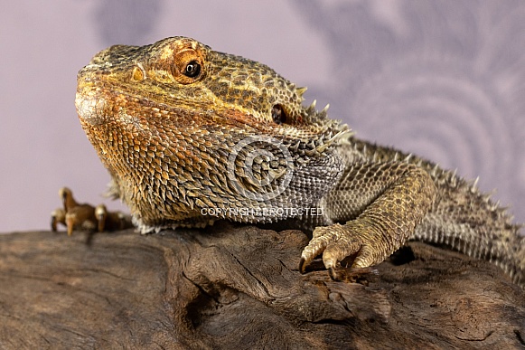 Bearded Dragon Close Up
