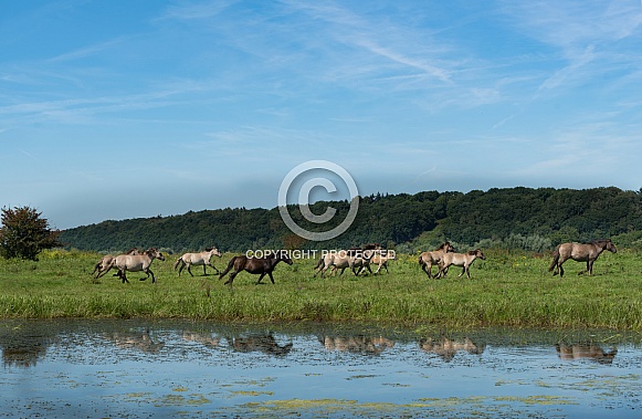 Horses near pool Horses near pool