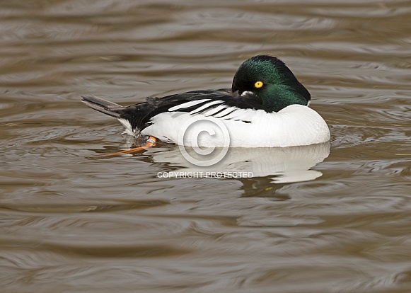 Male Goldeneye Resting