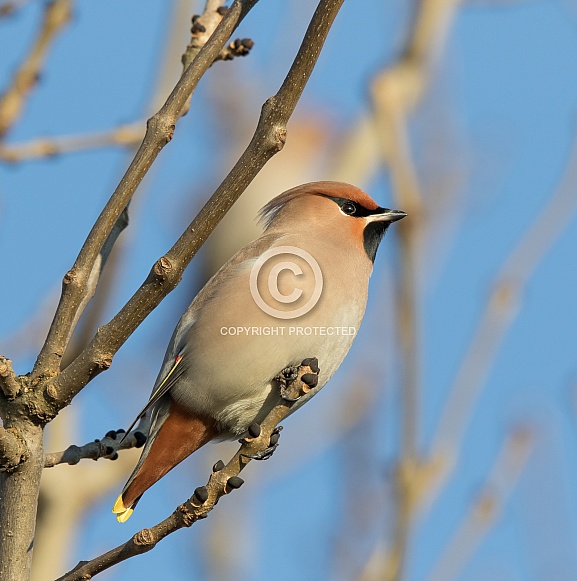 Waxwing Waxwing