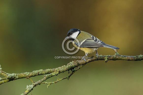 The great tit (Parus major)