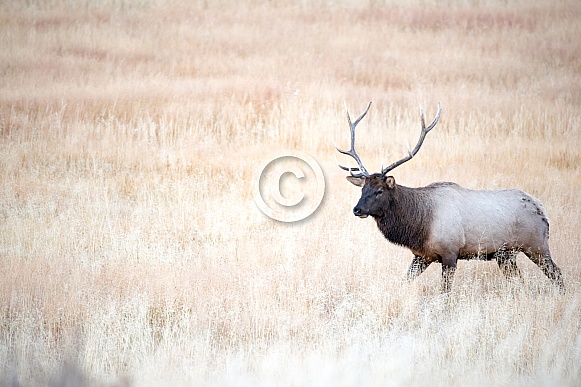 Wild bull elk Wild bull elk