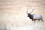 Wild bull elk