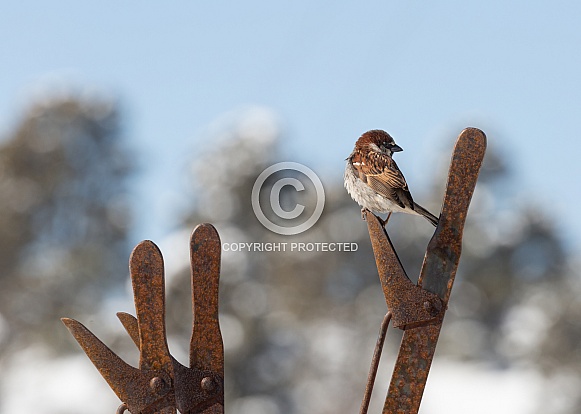 House Sparrow House Sparrow