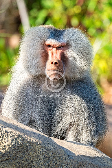 Hamadryas Baboon